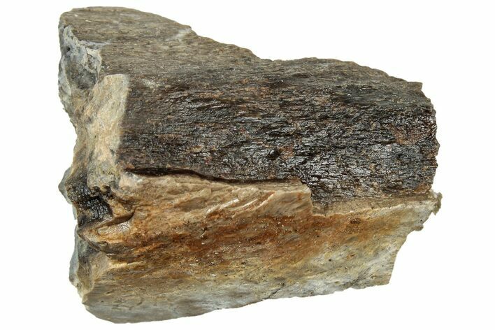 Fossil Tyrannosaur (T rex) Bone Section - Wyoming #313953